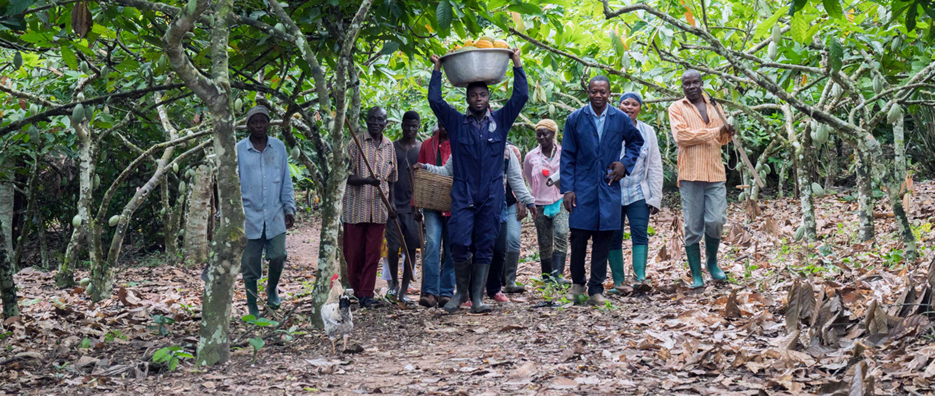 Sustainable Solutions at the Base of the Supply Chain: The Case for Cocoa