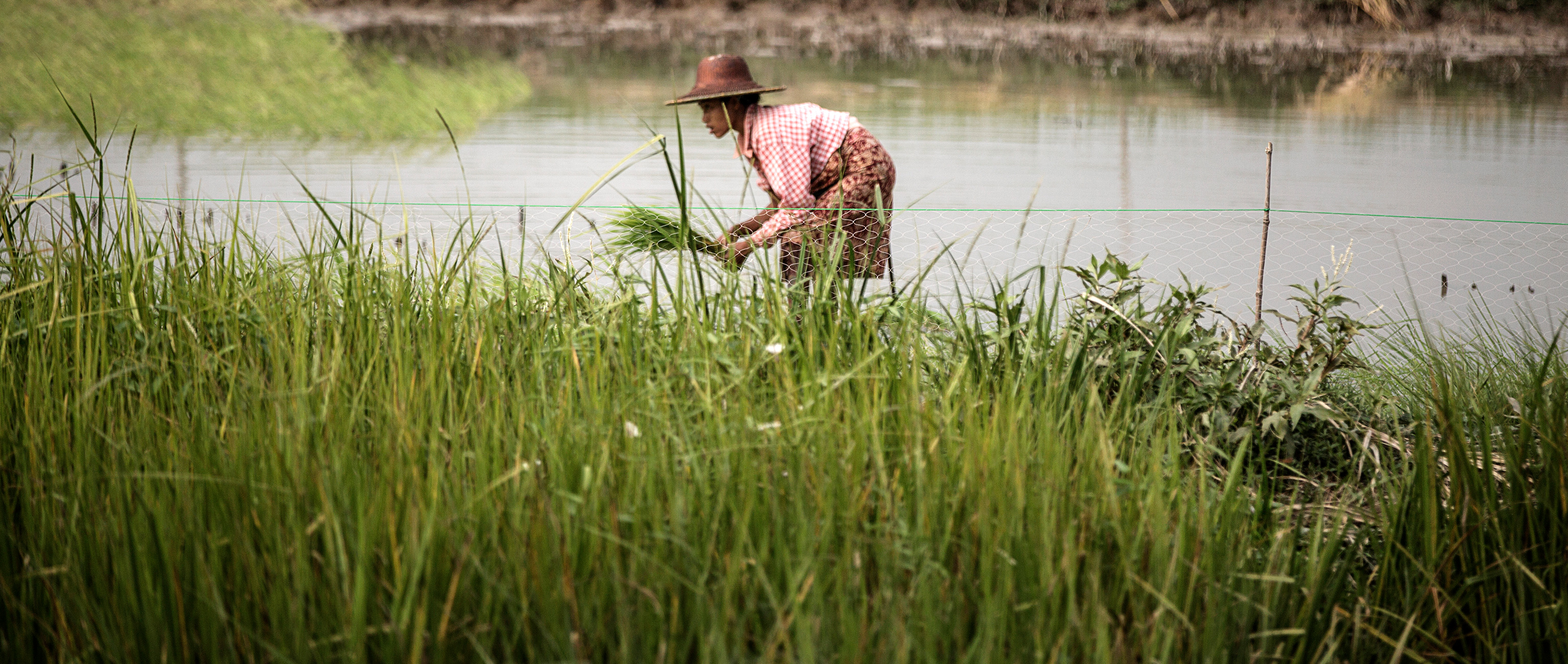 Financing Myanmar’s Smallholder Farmers With Patient Capital