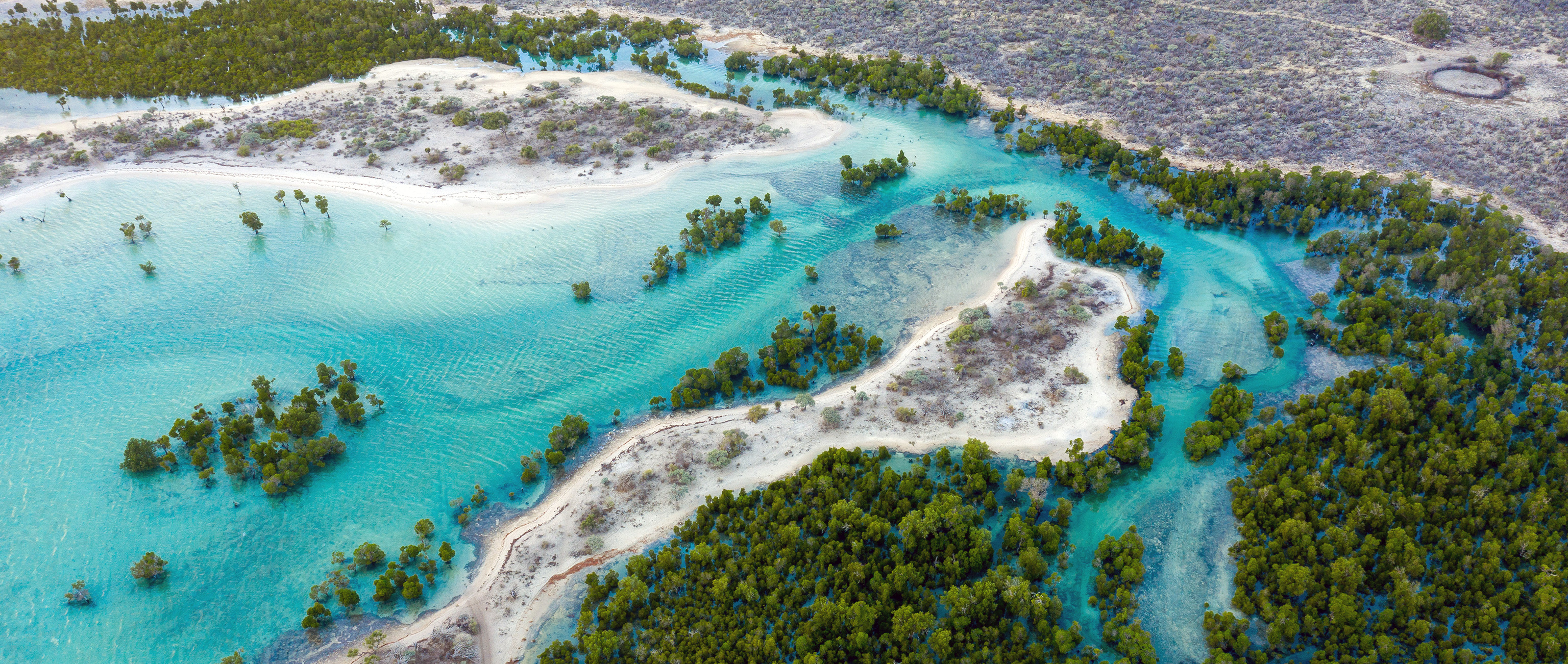 Blue Carbon: A Pioneering Mangrove Conservation Project in Madagascar