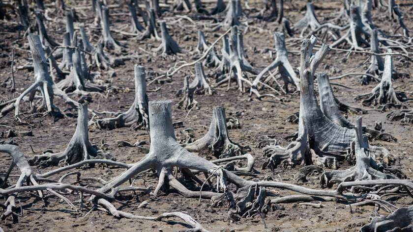 Mangrove deforestation in Madagascar