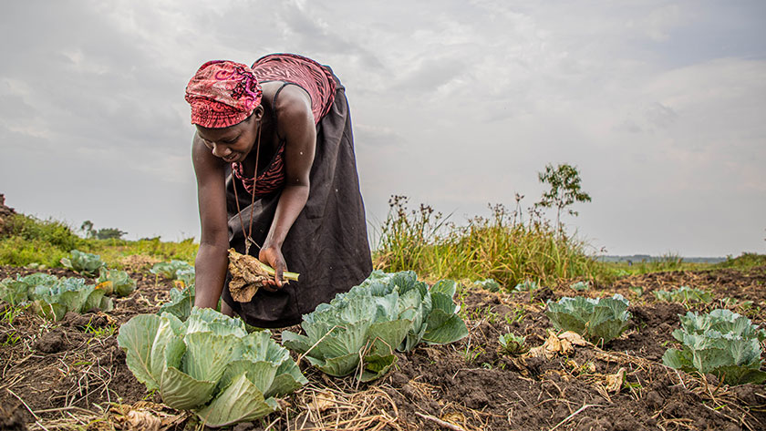 Farmers in Butaleja, Uganda, are conserving vital wetland areas while cultivating vegetables and paddy. The careful stewardship helps protect the planet while improving local food security. 
